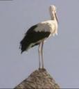 linex-mascot-stork.jpg
